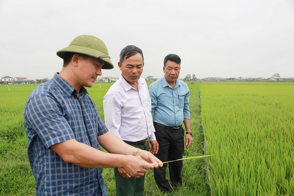 Bà con nông dân thăm ruộng định kỳ để phát hiện sớm dấu hiệu bệnh hại