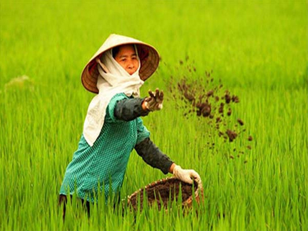 Các loại phân bón vi sinh được chuẩn bị để bón cho ruộng lúa hữu cơ