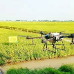 Hướng dẫn cách canh tác lúa thông minh hiệu quả nhất hiện nay