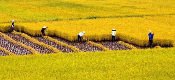 Cánh đồng lúa chín vàng óng trên nền đất phù sa màu mỡ