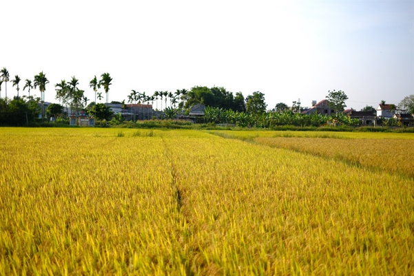 Cánh đồng lúa chín vàng trĩu hạt đang chờ đợi ngày thu hoạch