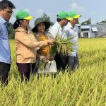 Hành trình Việt Nam hỗ trợ Cuba trồng lúa hiệu quả