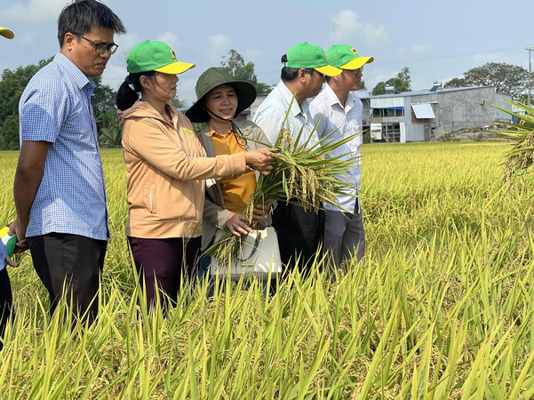 Cánh đồng lúa trĩu hạt được canh tác theo phương pháp tiết kiệm nước