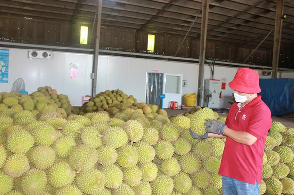 Cơ quan chức năng kiểm tra tiêu chuẩn tại vùng trồng sầu riêng Đồng Nai