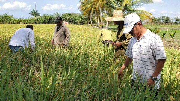 Giống lúa ViBa trĩu hạt mang lại niềm vui cho người nông dân Cuba