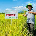 Hướng dẫn kỹ thuật canh tác lúa TBR 97 hiệu quả nhất cho năng suất cao