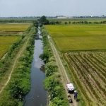 Hướng dẫn cách canh tác lúa ngập khô xen kẽ hiệu quả