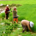 Kỹ thuật chăm sóc lúa gieo sạ giúp tốt đất  –  khỏe cây