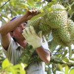 Nên trồng giống sầu riêng nào? Top 5 giống sầu riêng mang lại kinh tế cao nhất