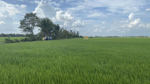 Mô hình canh tác lúa nước hiệu quả trên vùng đất sét