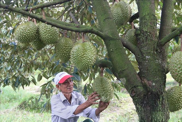 Người dân Tiền Giang thu hoạch sầu riêng đạt chuẩn để đóng gói xuất khẩu