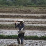 Hướng dẫn cách canh tác lúa hữu cơ hiệu quả và bền vững