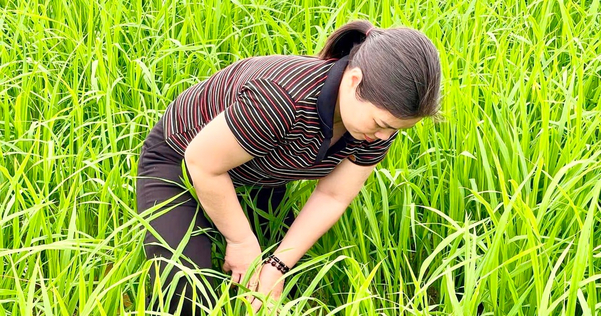 Người nông dân kiểm tra sức khỏe cây lúa trên ruộng khô xen kẽ