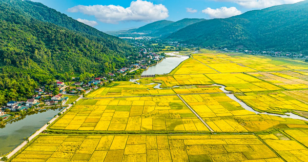 Những cánh đồng lúa chín vàng óng tại vùng dự án nông nghiệp ở Hwanghae