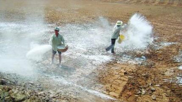 Nông dân xử lý vôi bột để cải tạo đất phèn trước khi gieo sạ