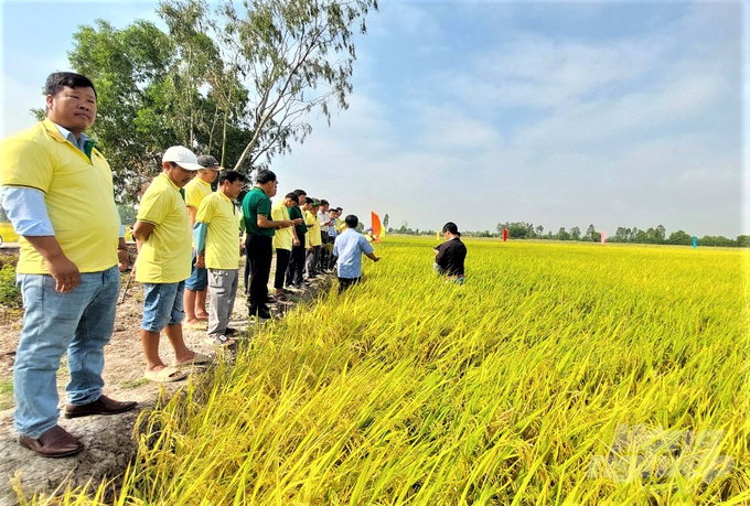 Cảm biến quan trắc môi trường lắp đặt trực tiếp tại ruộng lúa