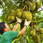 Danh sách mã vùng trồng sầu riêng mới nhất
