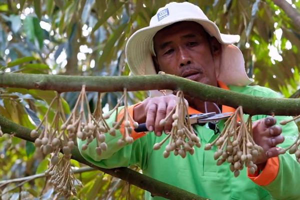 Tỉa bớt hoa để cây tập trung nuôi những trái chất lượng nhất