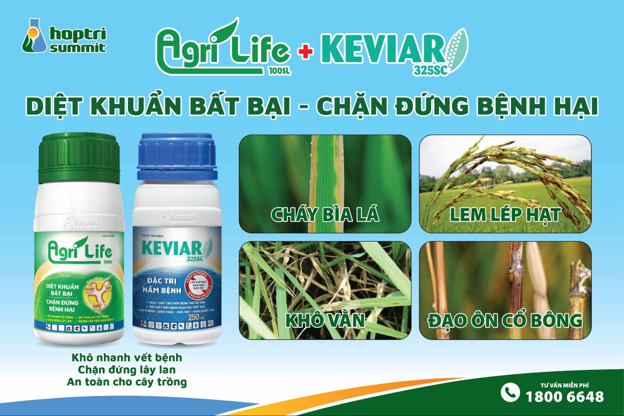 Agrilife 100SL và Keviar 325SC  -  giải pháp hiệu quả phòng trừ cháy bìa lá, lem lép hạt, khô vằn, đạo ôn cổ bông trên lúa 
