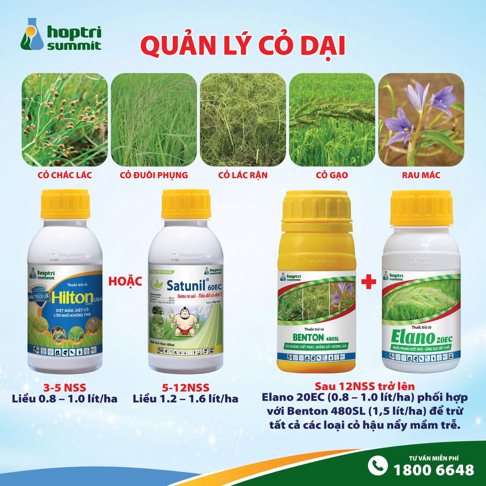 Phun Hilton USA 320EC (3 -5 NSS, liều 0.8 - 1.0 lít/ha) hoặc Satunil 60EC (5 - 12 NSS, liều 1.2 - 1.6 lít/ha) để trừ 3 nhóm cỏ chác lác, lá rộng, hòa bản
